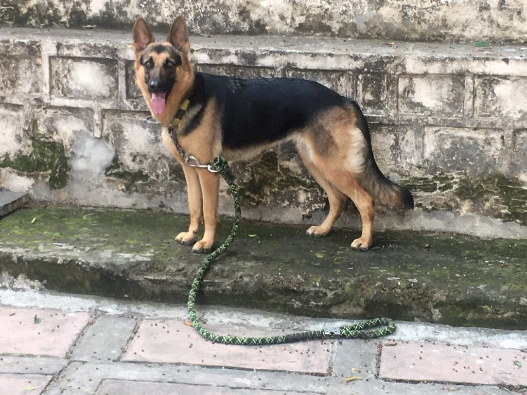 Elsa