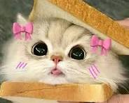 Grace Cat walk