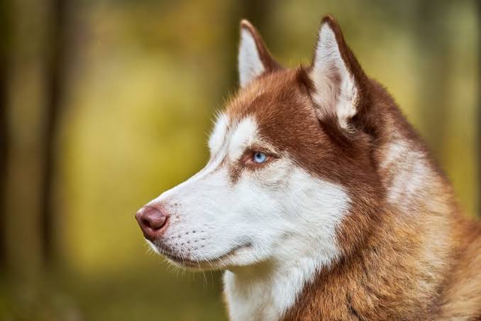 PPDog