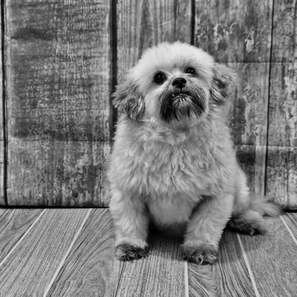 Jake